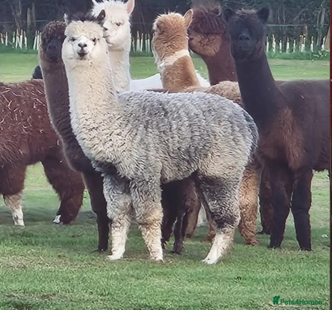 Alpaca livestock for sale: 3 Male Treking  Alpacas  - Advert 1