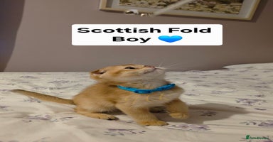 Scottish Fold cats - Advert 10