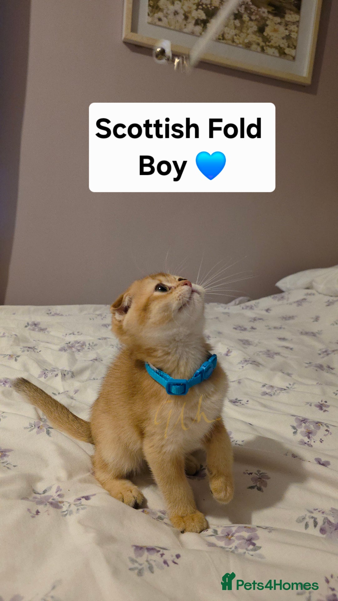 Scottish Fold cats for sale: Purebred Golden chinchilla TICA registered - Image 2