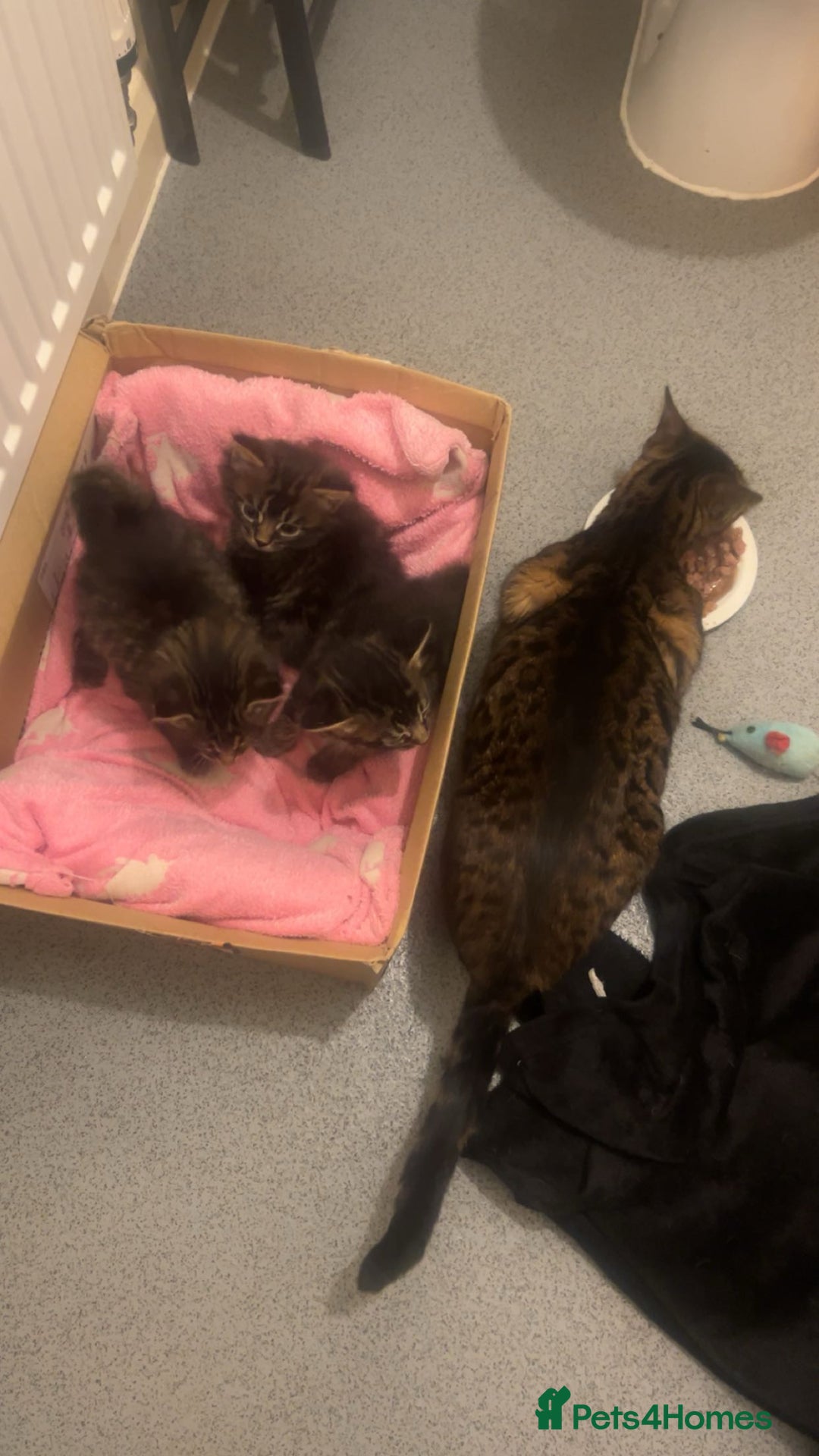 Bengal cats for sale: 3 beautiful, chunky, friendly Bengal X kittens - Advert 4