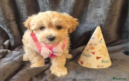 Maltipoo dogs for sale: F1 gorgeous maltipoo puppies - Image 7