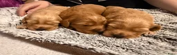 Mixed Breed dogs for sale: Cavapoo x cockapoo  - Advert 11