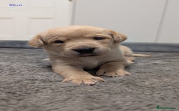 Labrador Retriever dogs for sale: Gorgeous Yellow Labrador Puppies - Image 16