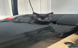British Shorthair cats for sale: BRITISH SHORTHAIRED KITTENS FOR SALE - Image 4