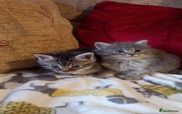 Maine Coon cats for sale: Maine coon x short haired kittens  - Advert 7