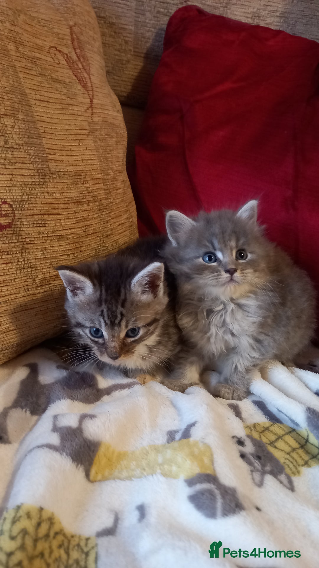 Maine Coon cats for sale: Maine coon x short haired kittens  - Advert 7