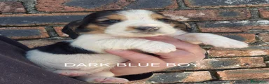 Basset Hound DARK BLUE BOY 
