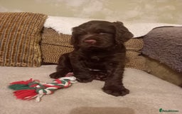 Sprocker dogs for sale: 3 Chocolate Sprockers. - Image 1