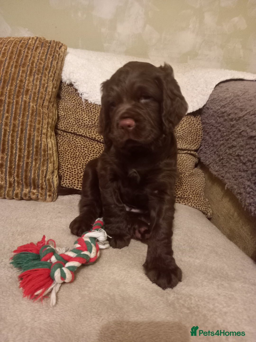Sprocker dogs for sale: 3 Chocolate Sprockers. - Image 1