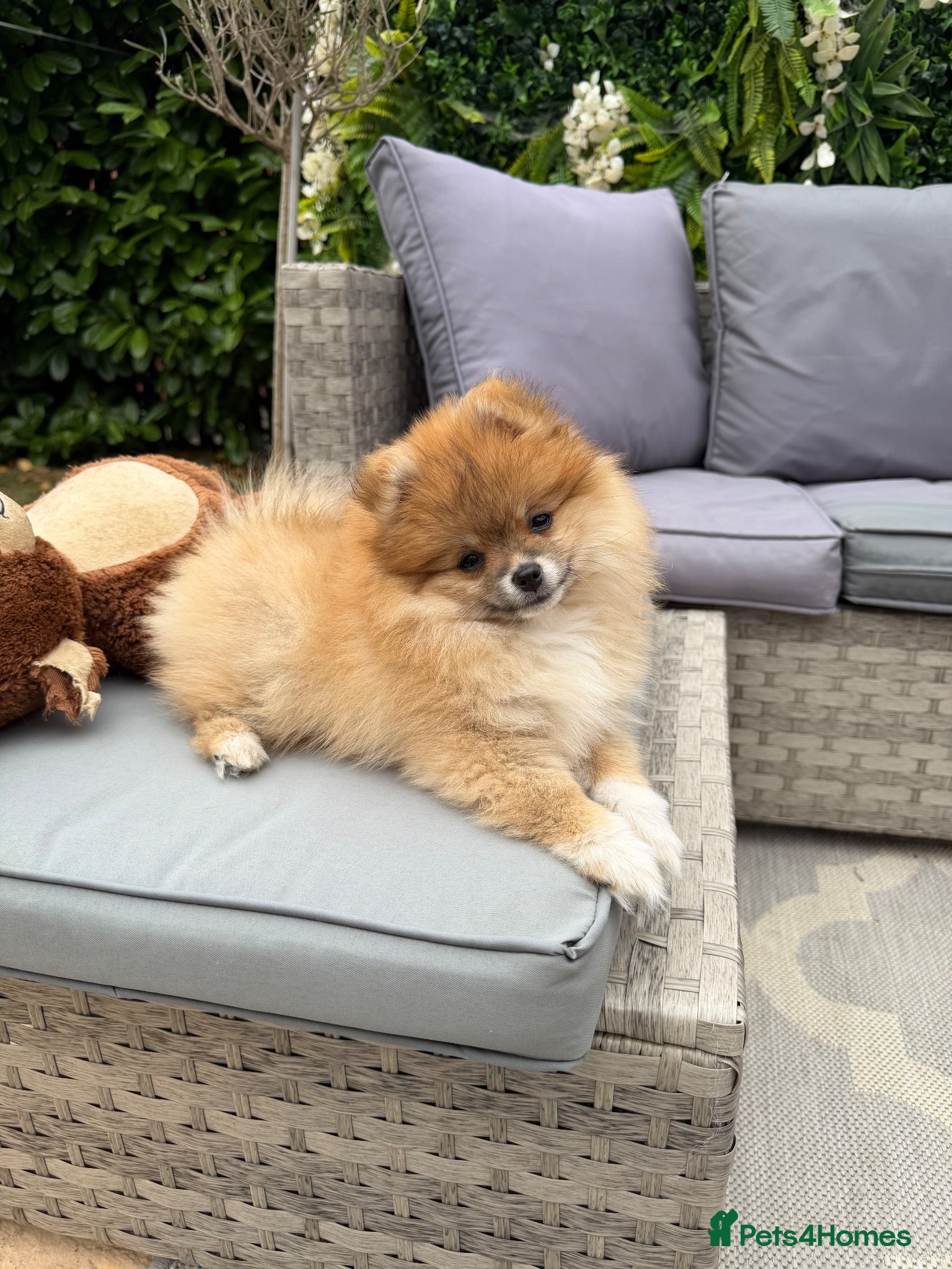 Pomeranian dogs 🧡 KC ORANGE SABLE POMERANIAN GIRL 🧡 - Advert 6