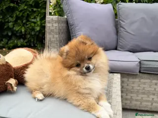 Pomeranian dogs 🧡 KC ORANGE SABLE POMERANIAN GIRL 🧡 - Advert 1