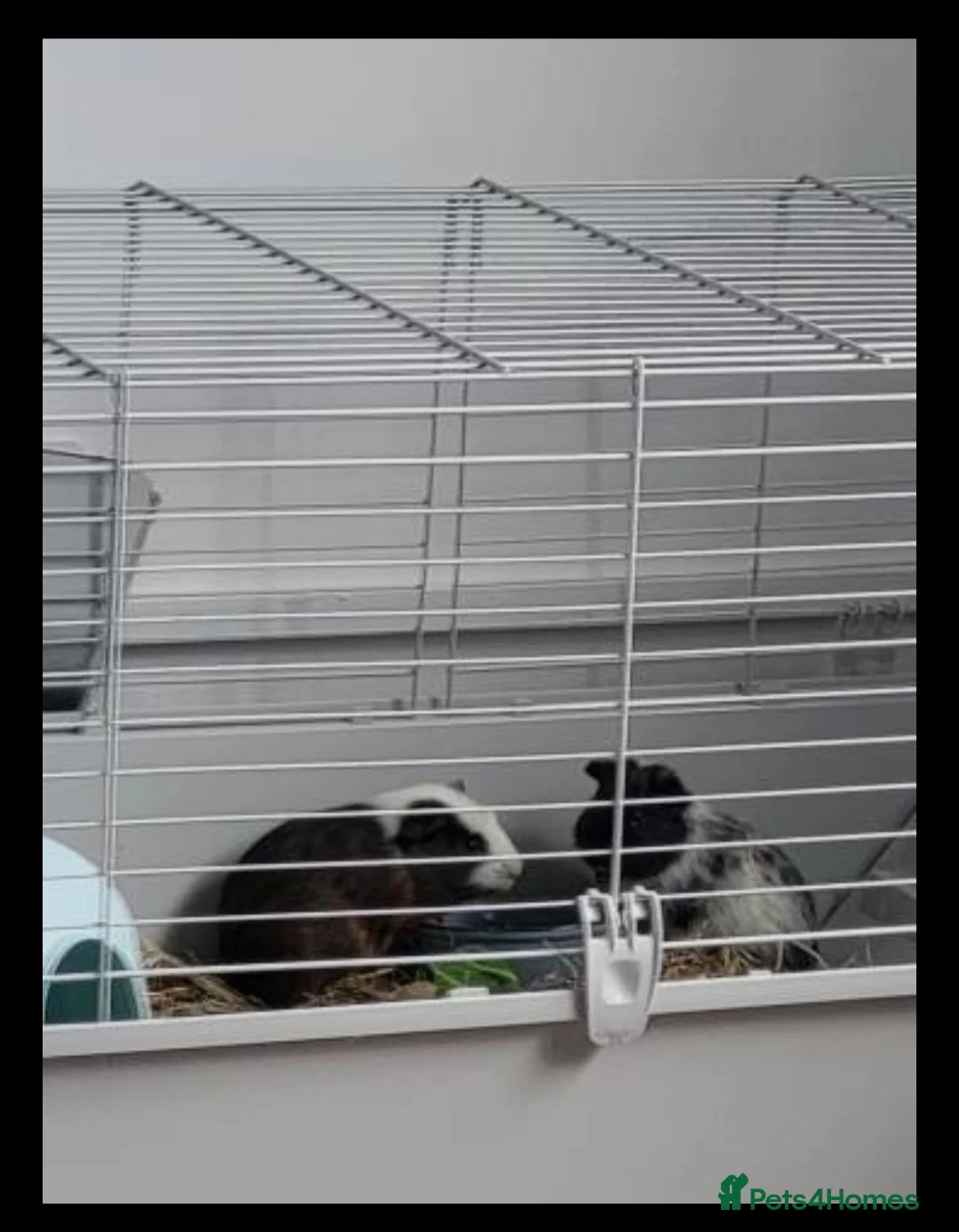 Guinea Pig rodents for sale: guinea pigs and full set up  - Advert 2