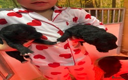 Mixed Breed dogs for sale: Bedlington x whippet Lurcher pups - Image 17