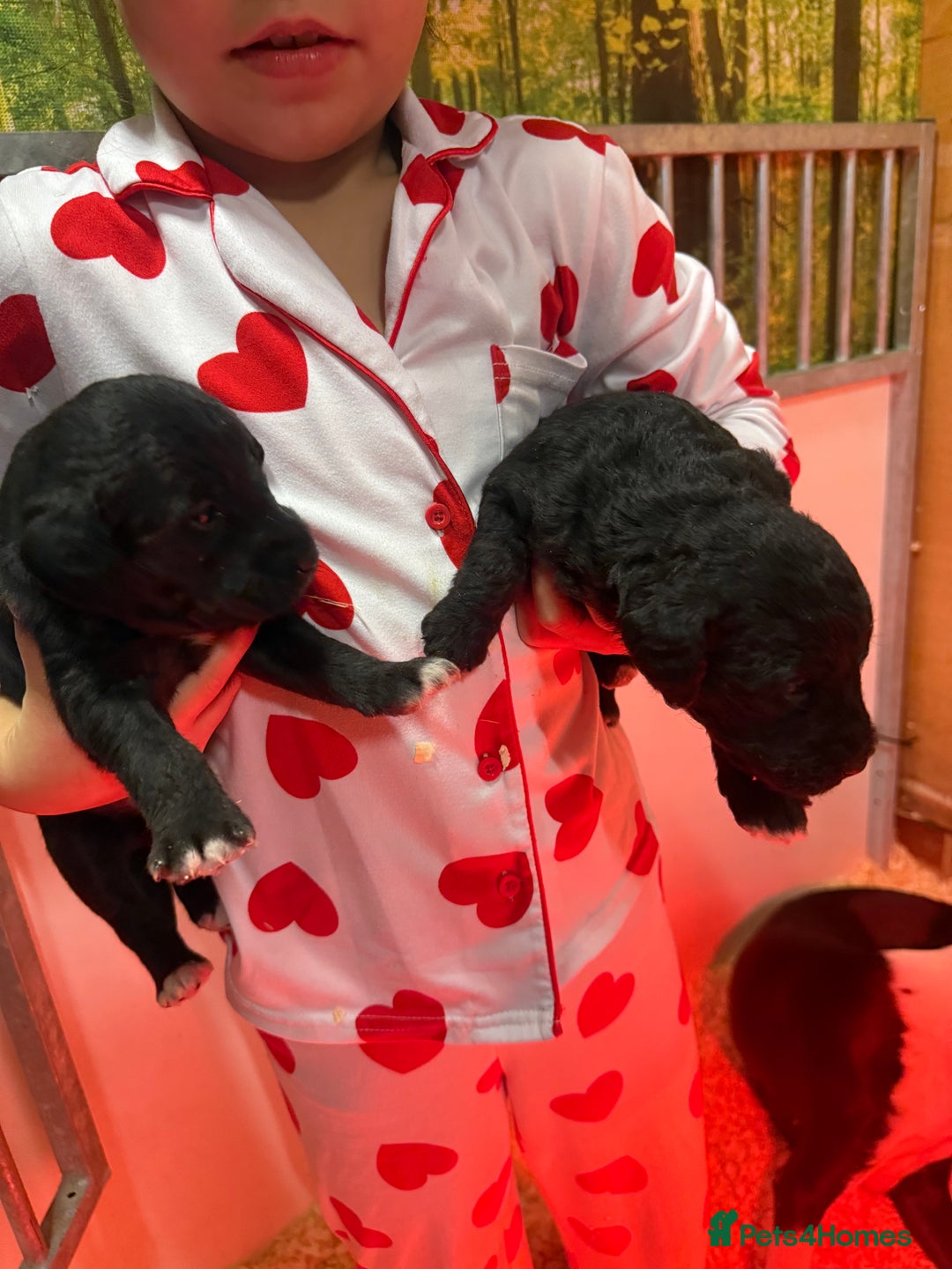 Mixed Breed dogs for sale: Bedlington x whippet Lurcher pups - Image 17