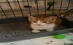 Mixed Breed cats for sale: 4 Feral kittens - Image 1