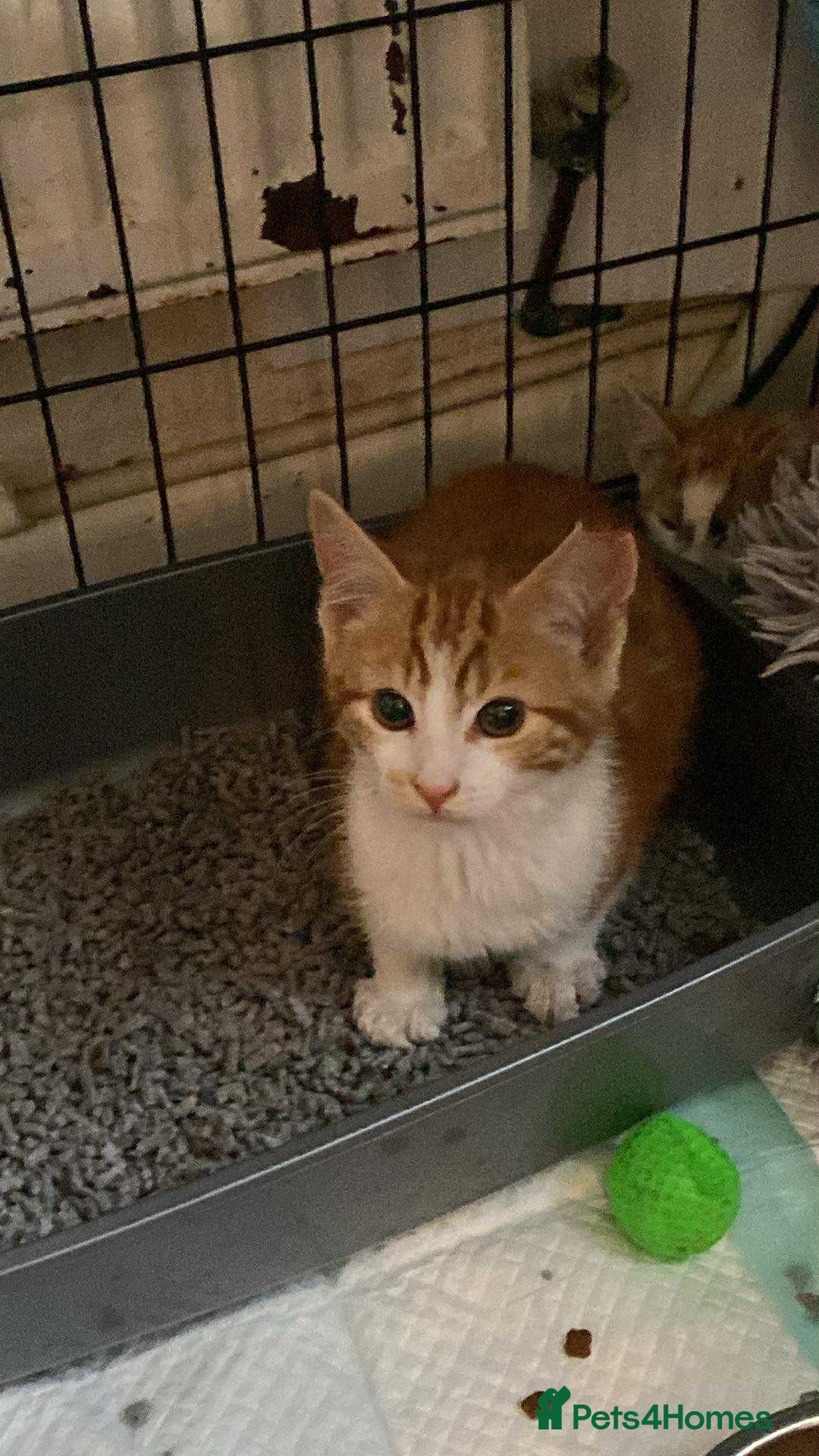 Mixed Breed cats for sale: 4 Feral kittens - Image 1