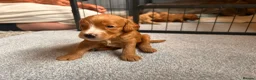 Cockapoo dogs for sale: Beautiful F1 cockapoos in Cranleigh - Advert 25