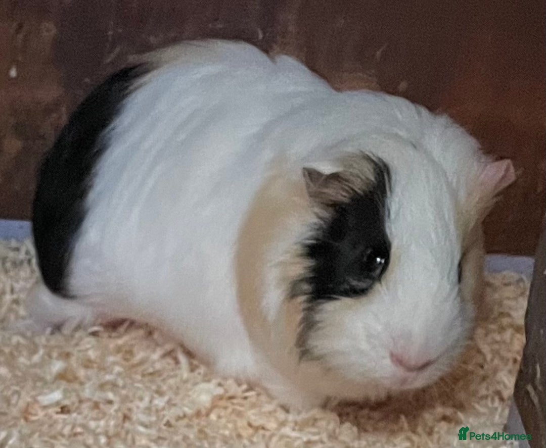 Guinea Pig rodents for sale: 2 bonded male guinea pigs - Advert 4