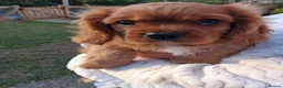 Cavalier King Charles Spaniel dogs for sale: Cavalier king charles. LAST BOY LEFT  - Advert 5