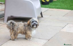 Mixed Breed dogs for adoption: Gilbert the hypoallergenic dog - Image 13