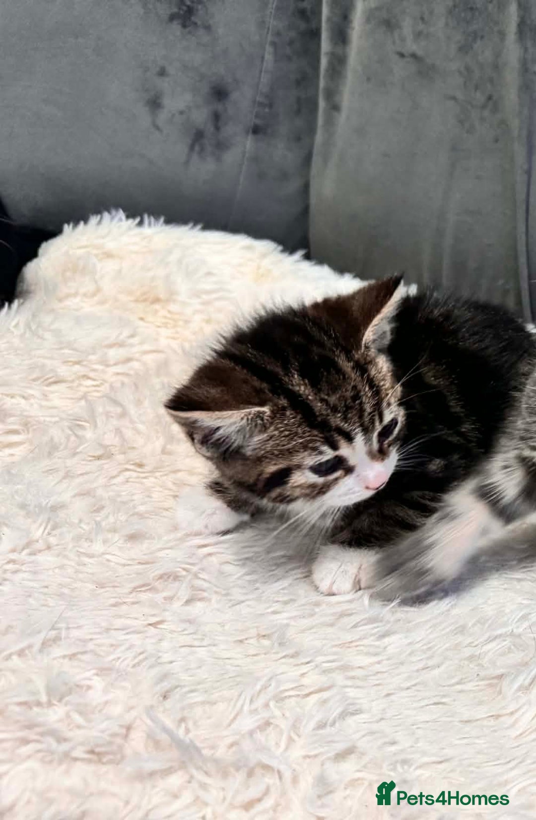 Bengal cats for sale: 3 kittens for sale - Advert 5