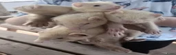 Ferret rodents for sale: Beautiful Ferret Kits for sale  - Advert 4
