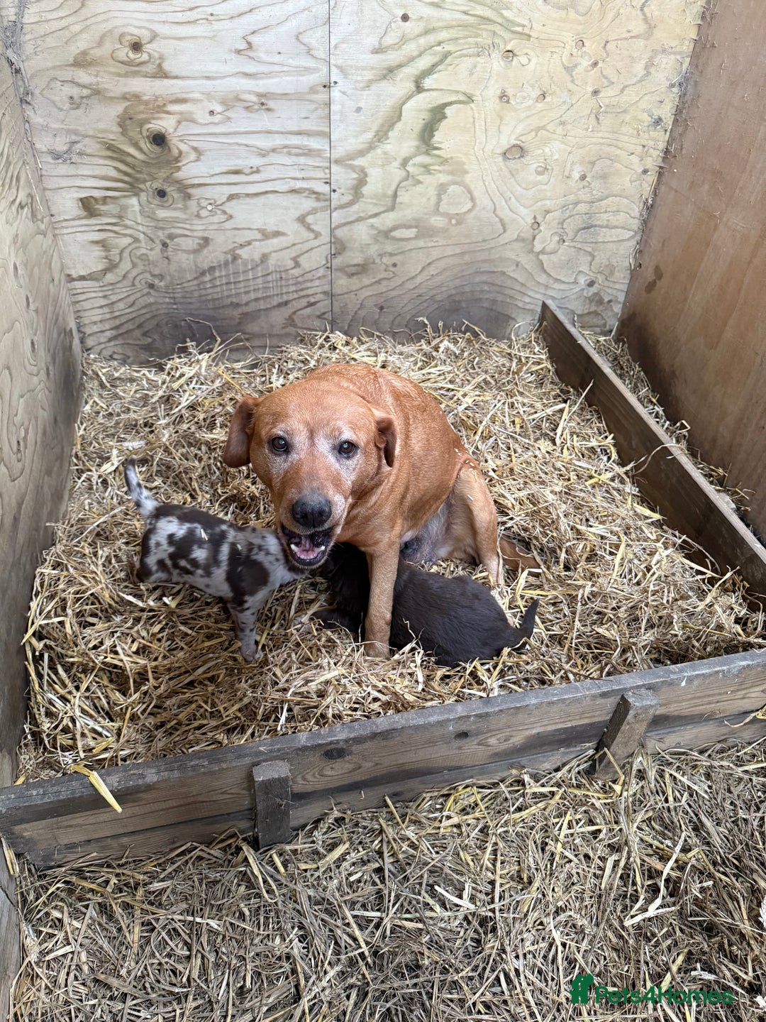 Borador dogs for sale: Female lab x collie puppy  - Advert 1