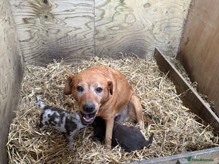 Borador dogs Female lab x collie puppy - Advert 1