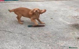 Sprocker dogs for sale: Sprocker pups  - Image 10