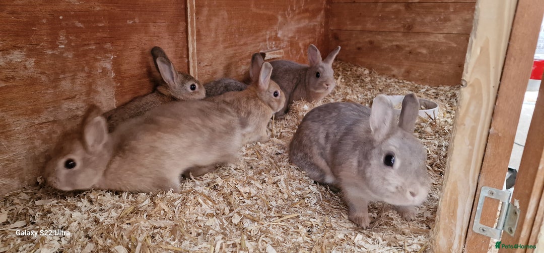 Netherland Dwarf rabbits for sale: Various Netherland Dwarfs available from £20 - Image 28