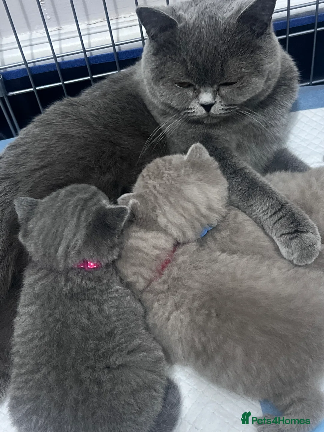 British Shorthair cats for sale: British shorthair 1 blue 1 lilac - Advert 1