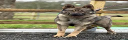 German Shepherd dogs for sale: Elite DDR German Shepherd - World-Class Pedigree  - Advert 23
