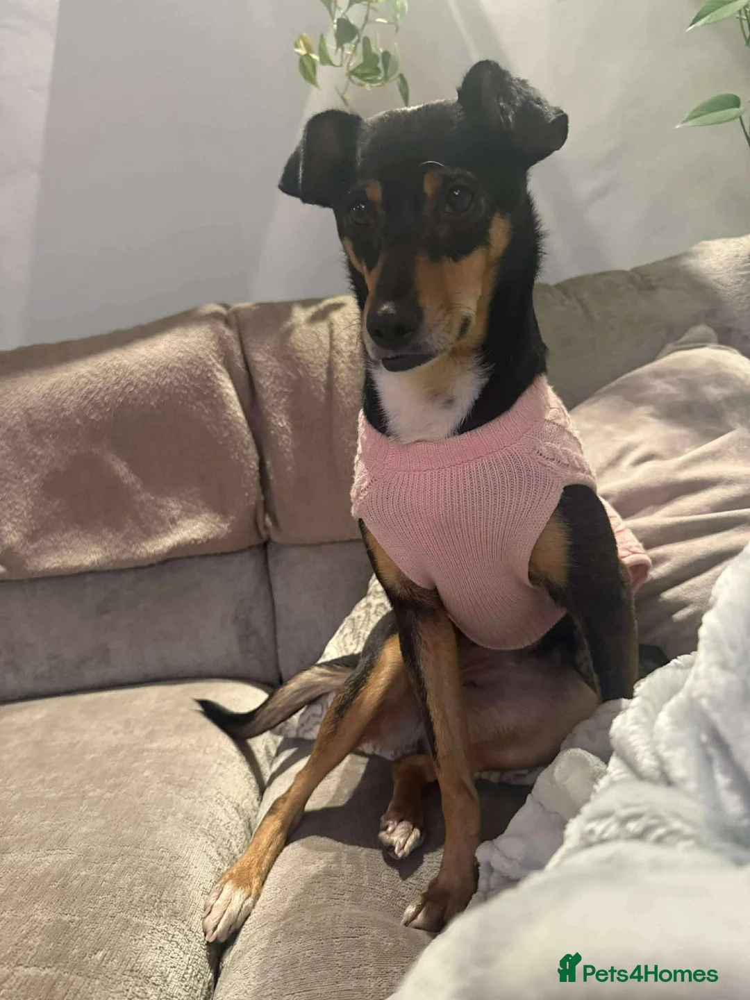 Mixed Breed dogs for adoption: Meet Lio, currently residing in South Yorkshire  - Advert 3