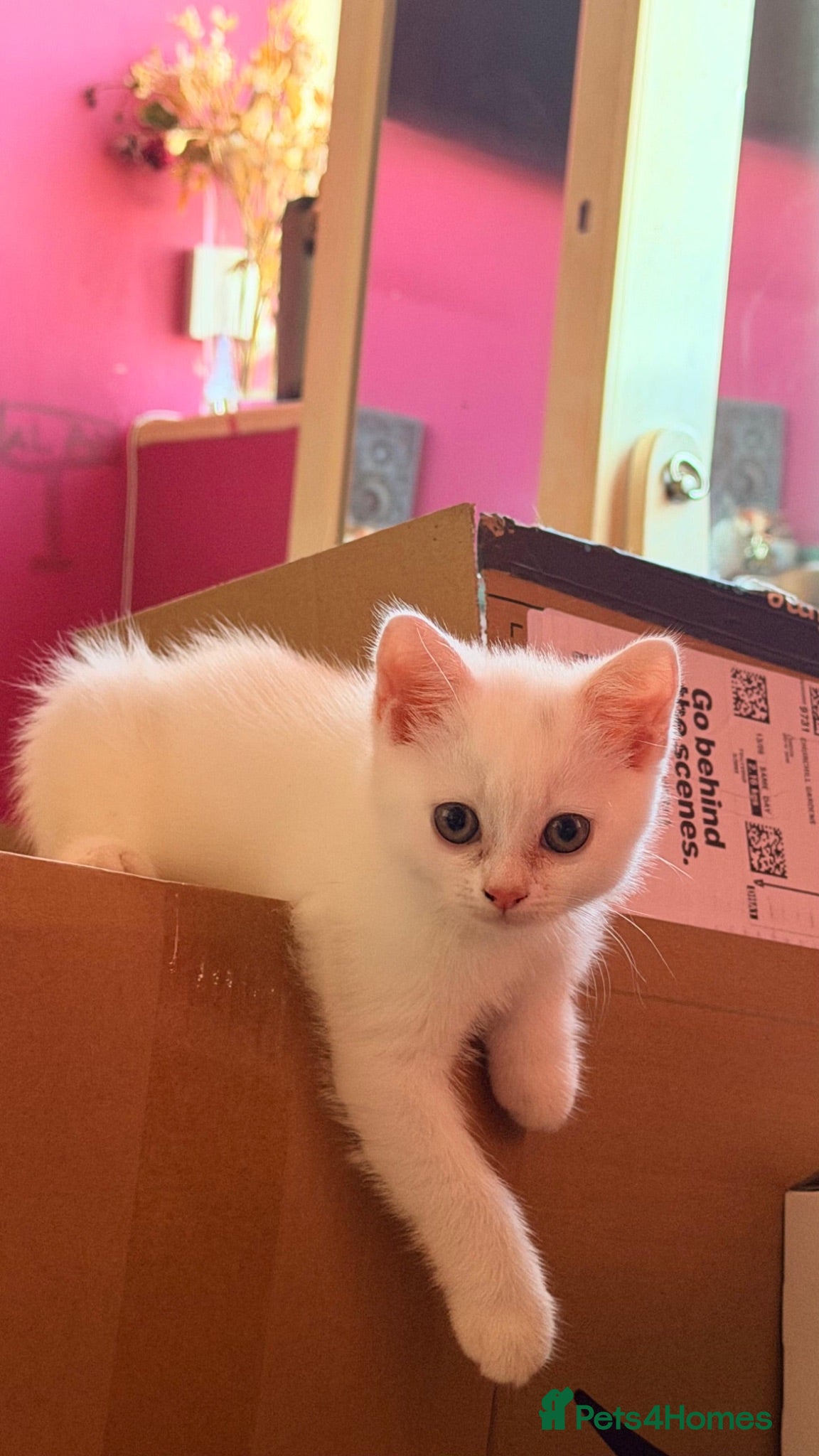 British Shorthair cats   Beautiful White British Shorthair Kitten  - Advert 4