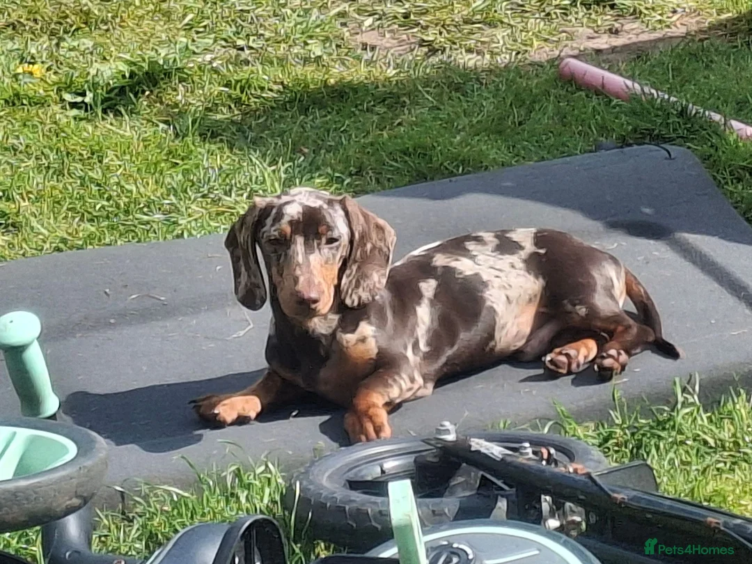 Miniature Dachshund dogs for sale: Vinny minature DACHSHUND chocolate dapple  - Advert 2