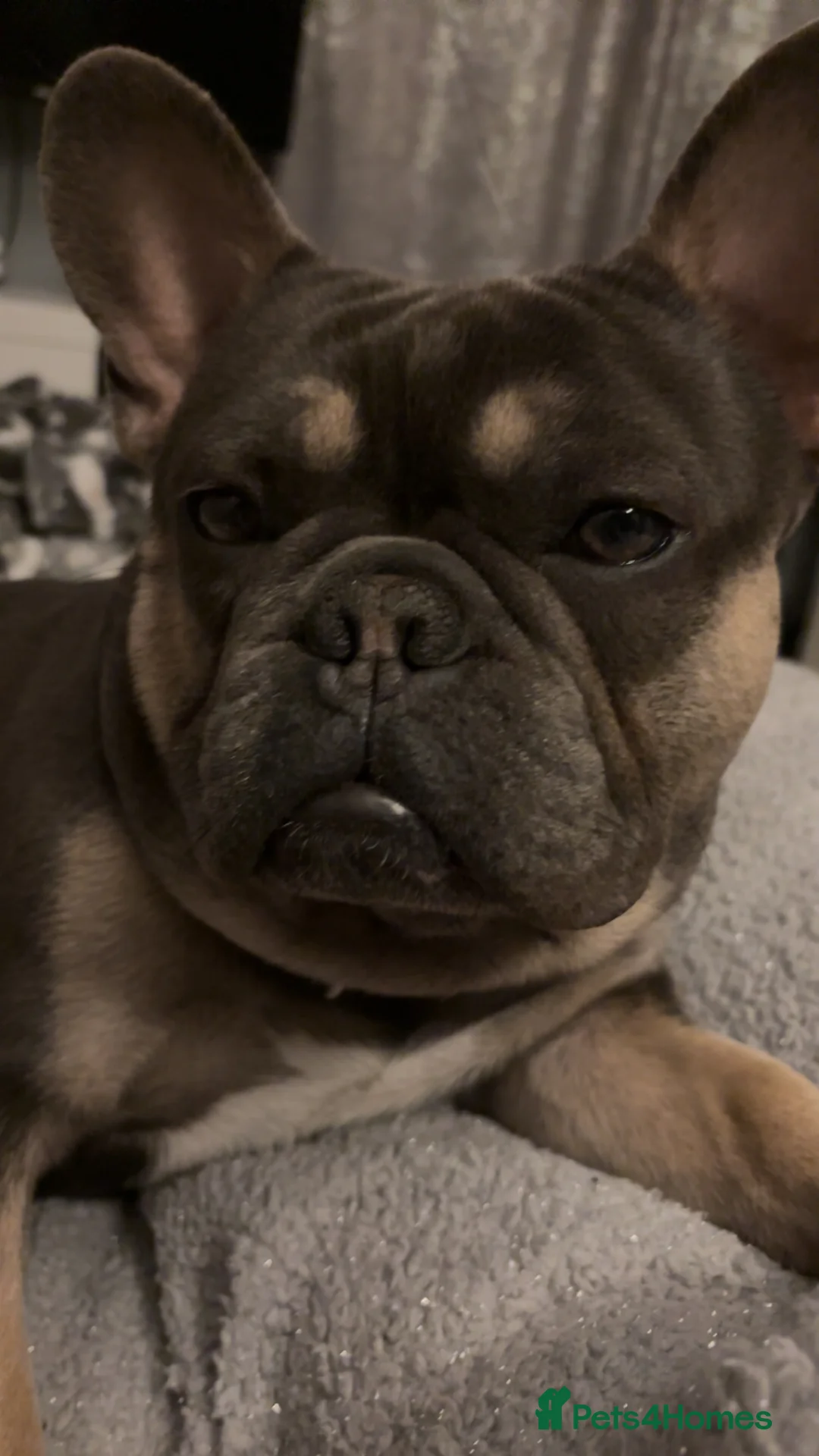 French Bulldog dogs for stud: Little boy proven stud - Advert 5