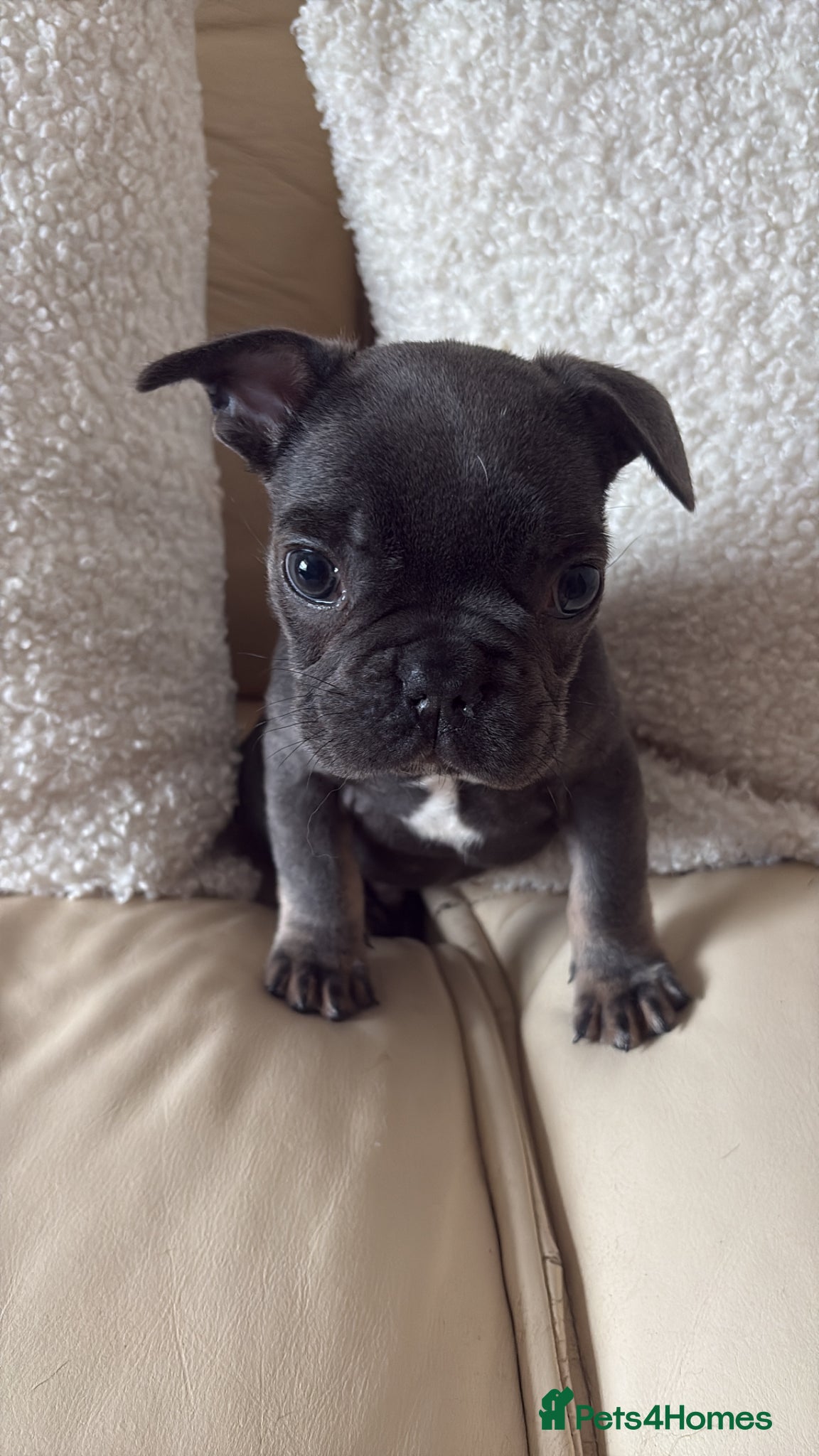 French Bulldog dogs Stunning French bulldogs  - Advert 17