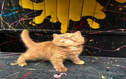 British Shorthair cats for sale: Cinnamon tortie female 🇬🇧 shorthair - Image 3