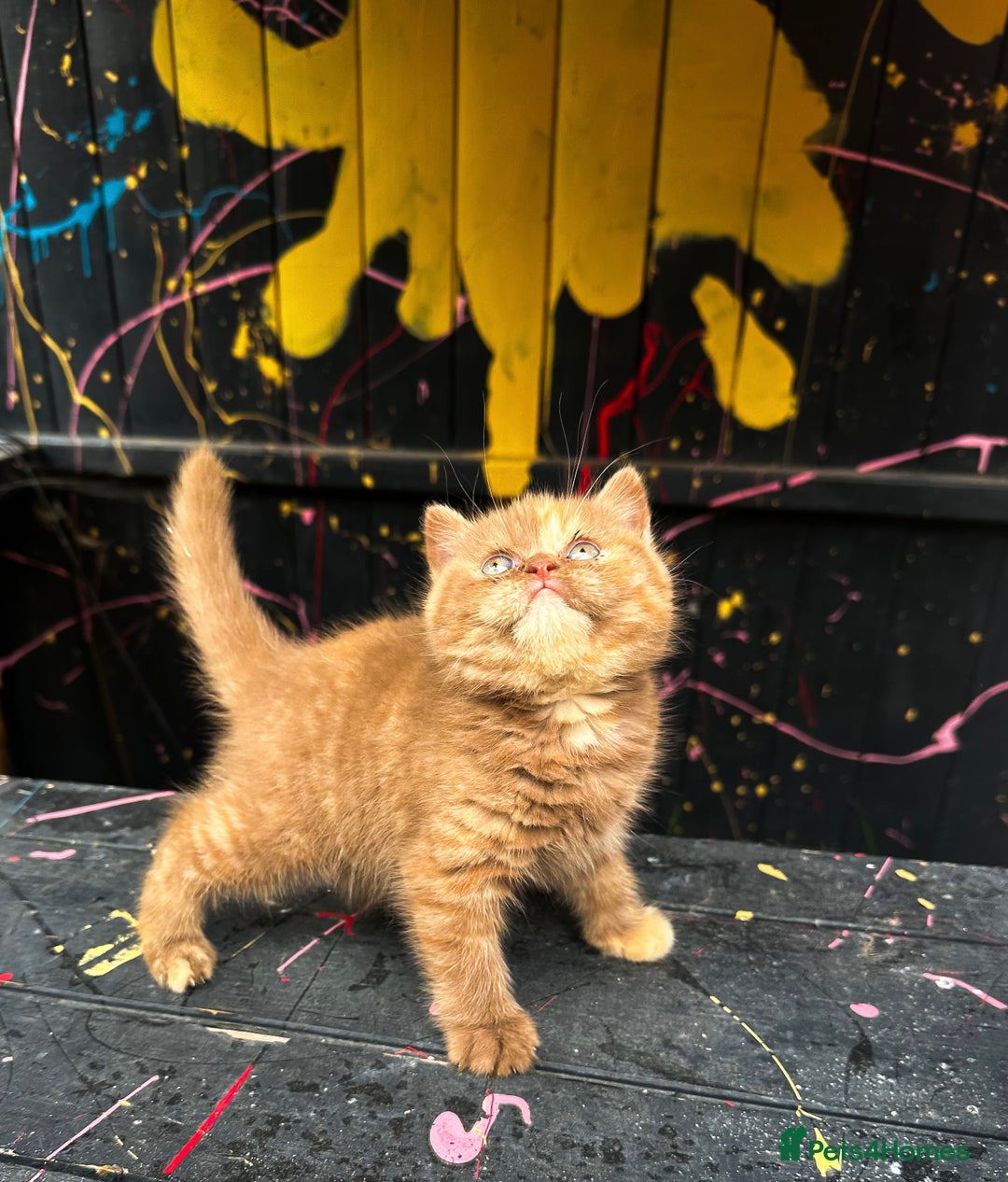 British Shorthair cats for sale: Cinnamon tortie female 🇬🇧 shorthair - Image 3