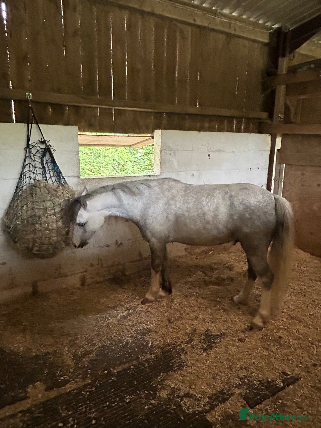 Welsh Section A horses for sale: Super pony ready for new family  - Image 1