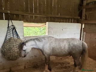 Welsh Section A horses - Advert 14