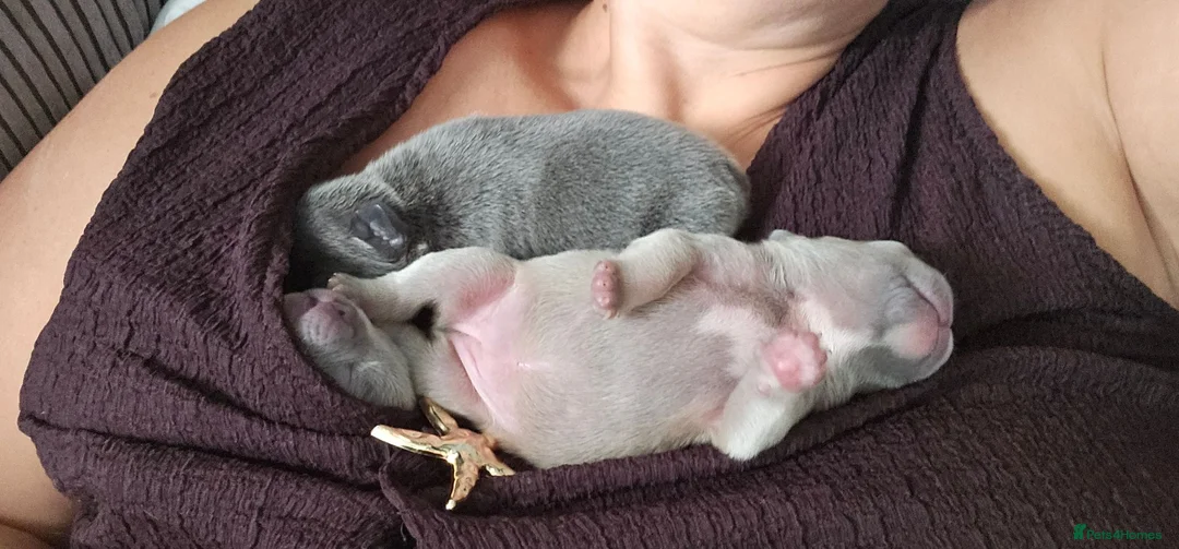 French Bulldog dogs for sale: French bulldogs  in Orpington - Advert 12