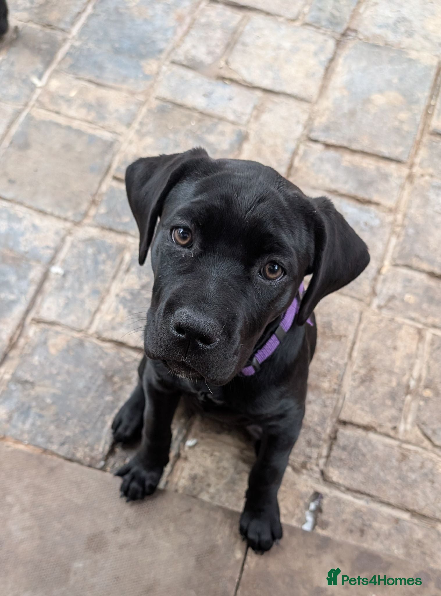 Cane Corso dogs Black female cane corsos puppies  - Advert 13