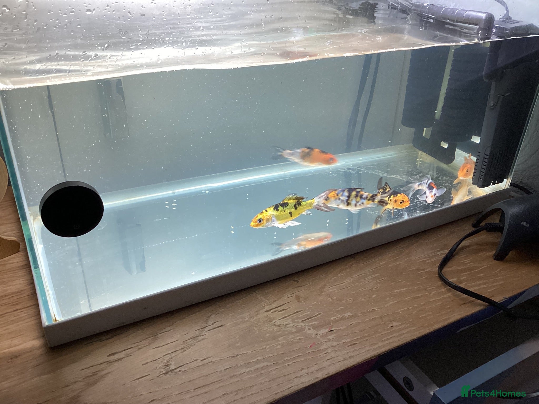 Koi Carp fish Grade A 6x baby koi / fish tank accessories  - Advert 2
