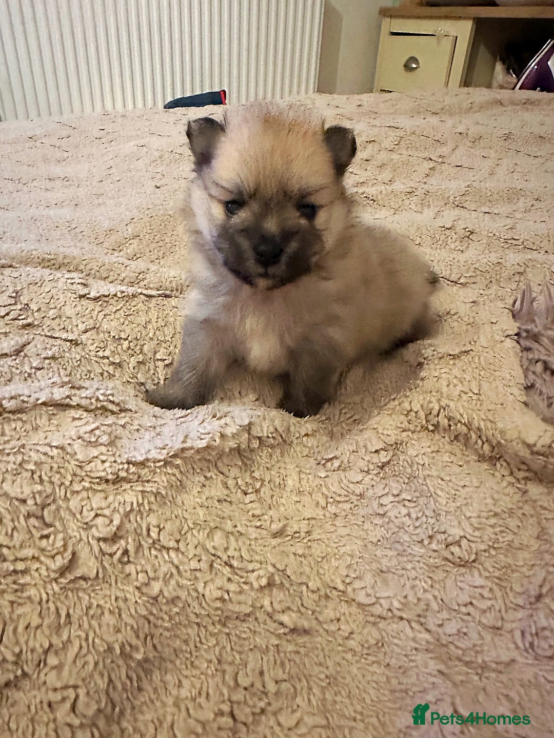 Pomeranian dogs for sale: Pomeranian puppy’s for sale - Advert 25