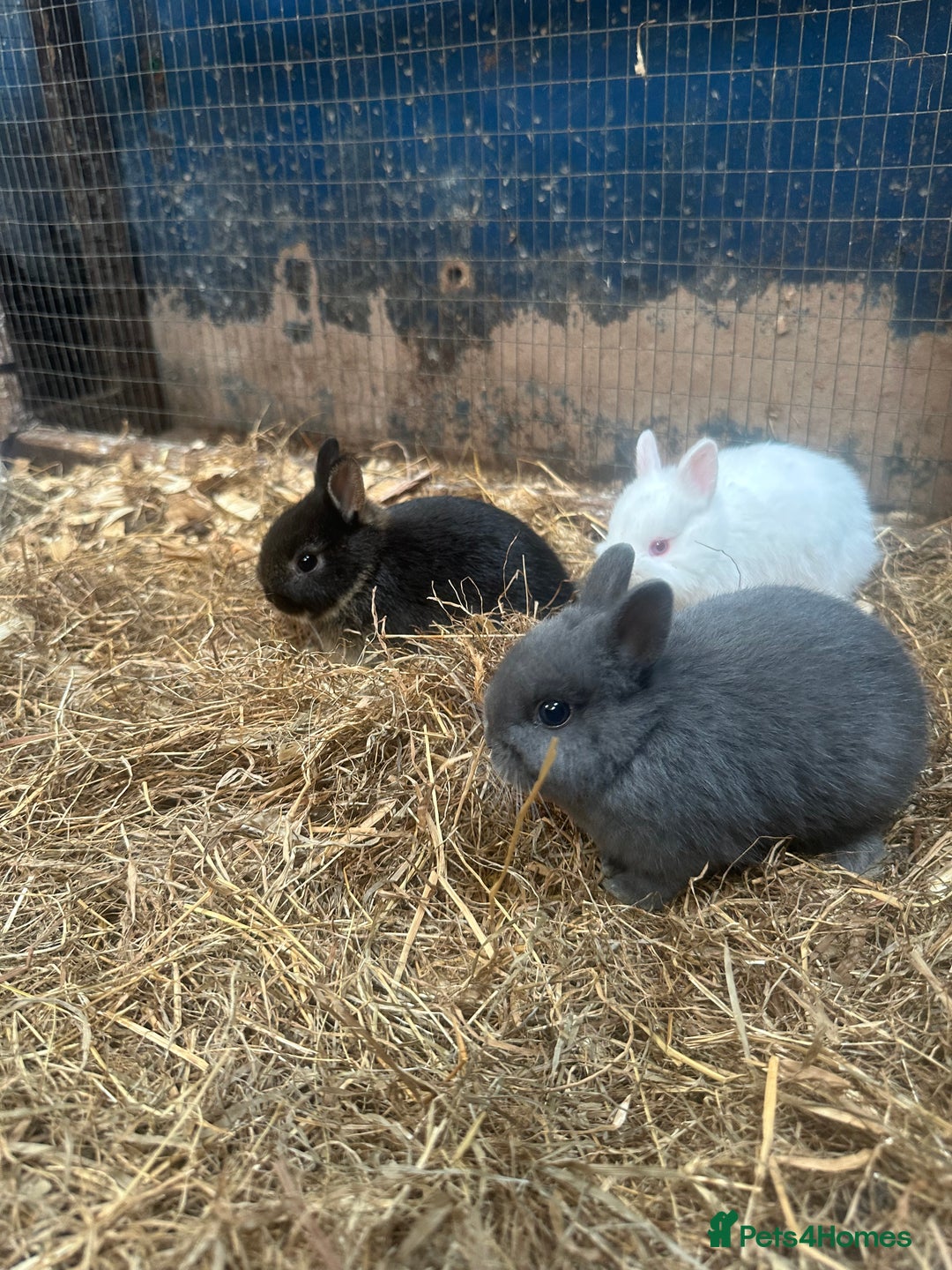 Netherland Dwarf rabbits for sale: Baby Netherland Dwarfs ready soon - Image 5