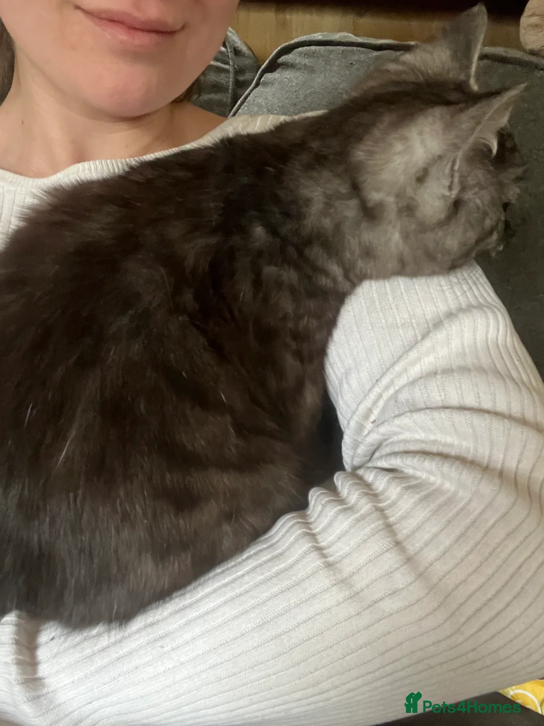 Bengal cats for sale: Bengal kittens  - Advert 14