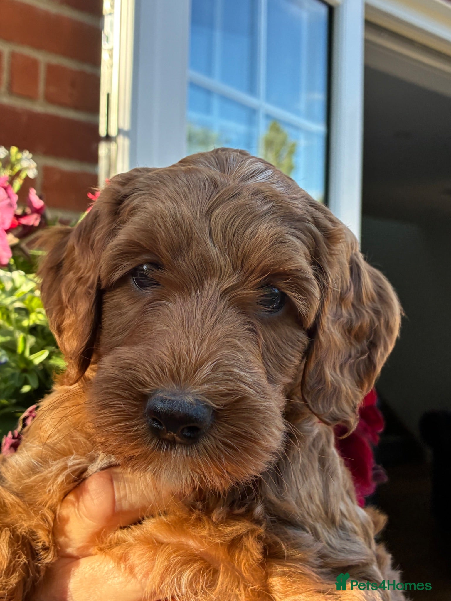 Australian Labradoodle dogs Australian Labradoodle - Advert 1