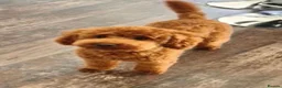 Cockapoo dogs for sale: F1b, genetically health clear - Advert 11