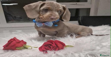 Dachshund dogs - Advert 9